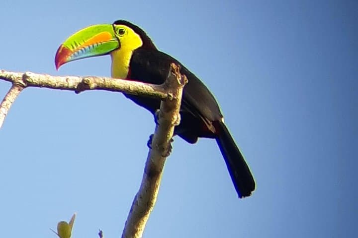 Ancon Hill Eco Walk – Sloths, Toucans & Stunning City Views