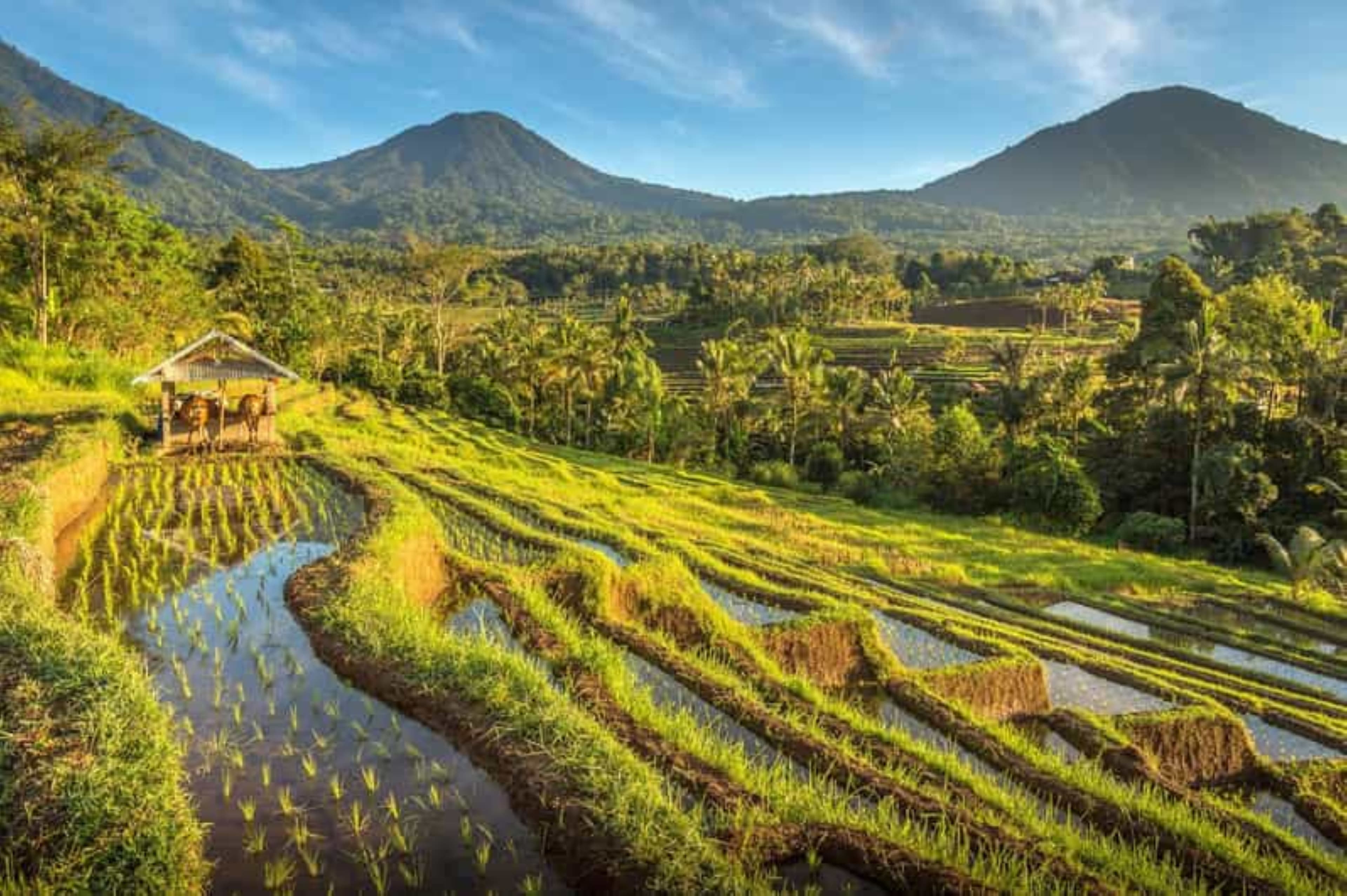 North Bali : Spectacular Terraces, Waterfall and Lake Temple