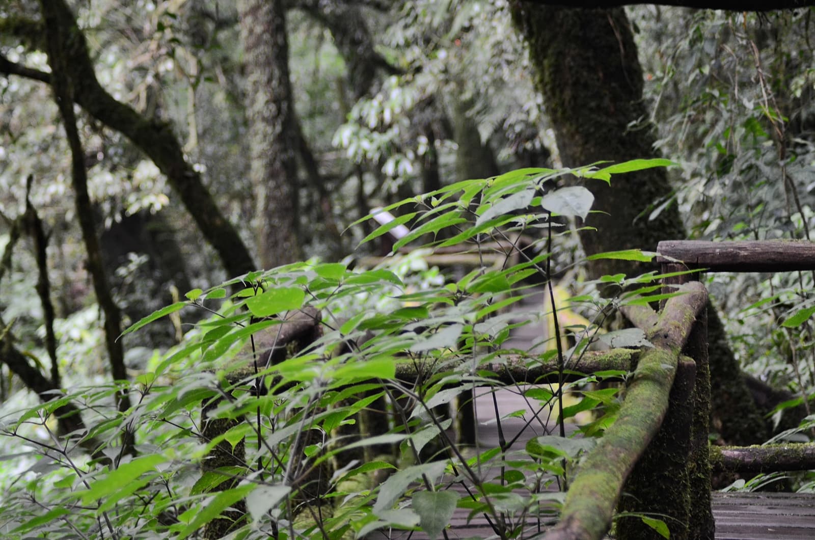 Doi Inthanon National Park Private Tour