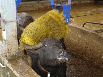 Paestum Greek Temples and Bufala's mozzarella Farm.Guided tour