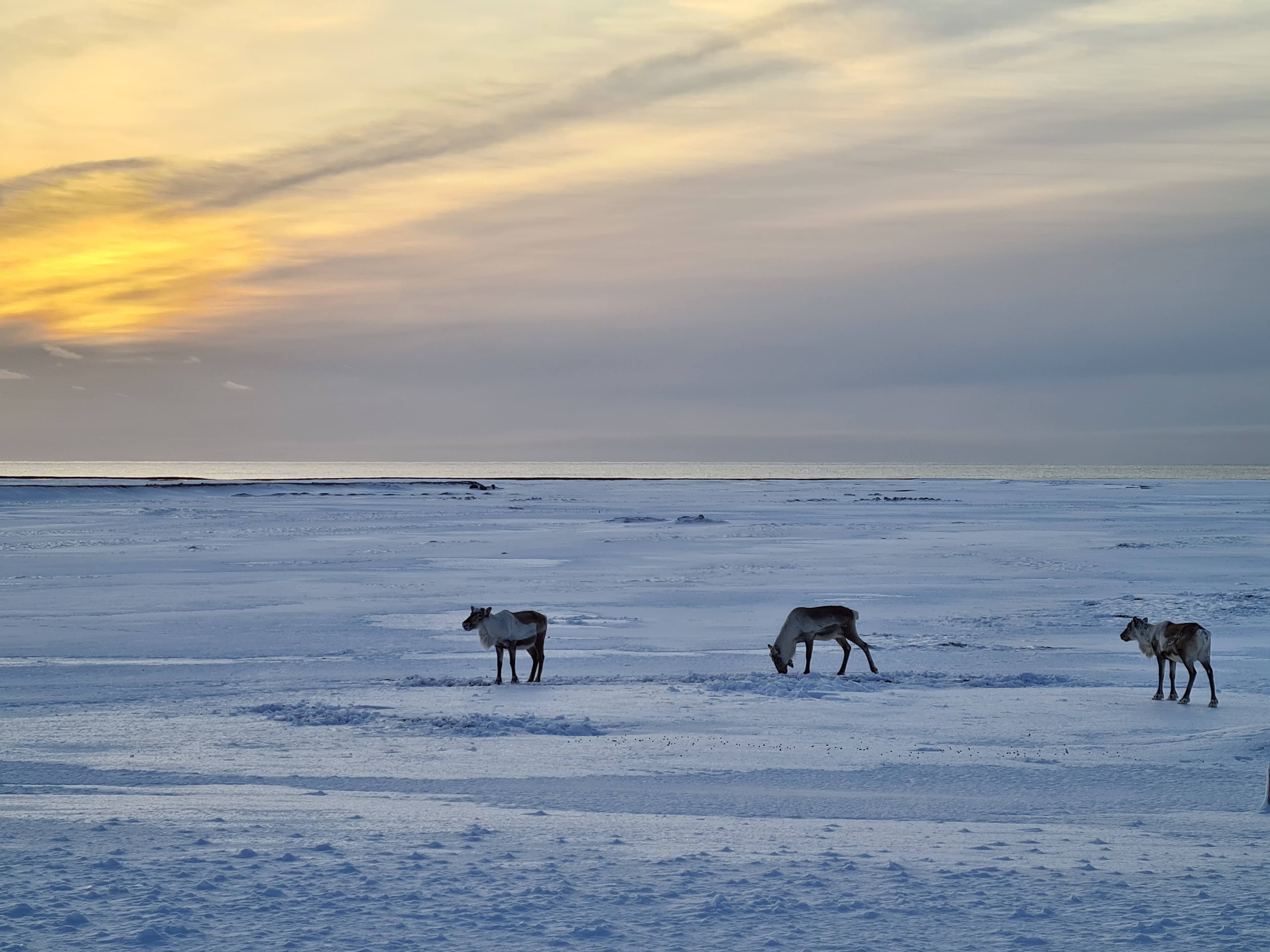 Jökulsárlón & Diamond Beach – A Tailored Private South Coast Experience for Families