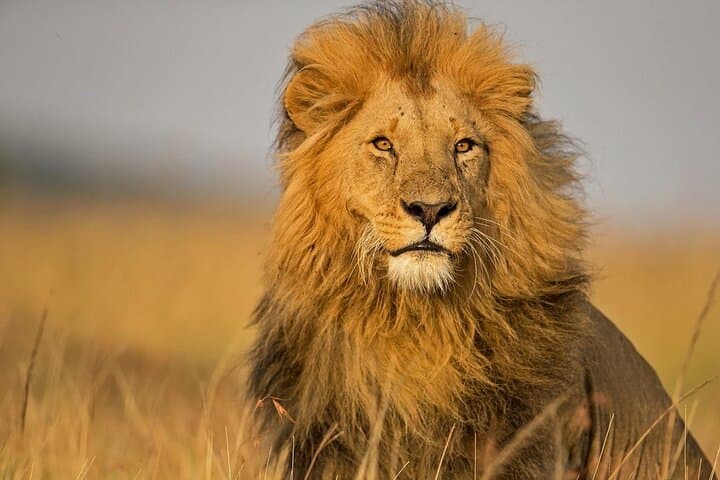 2 Days Masai Mara Private Safari in 4WD Jeep