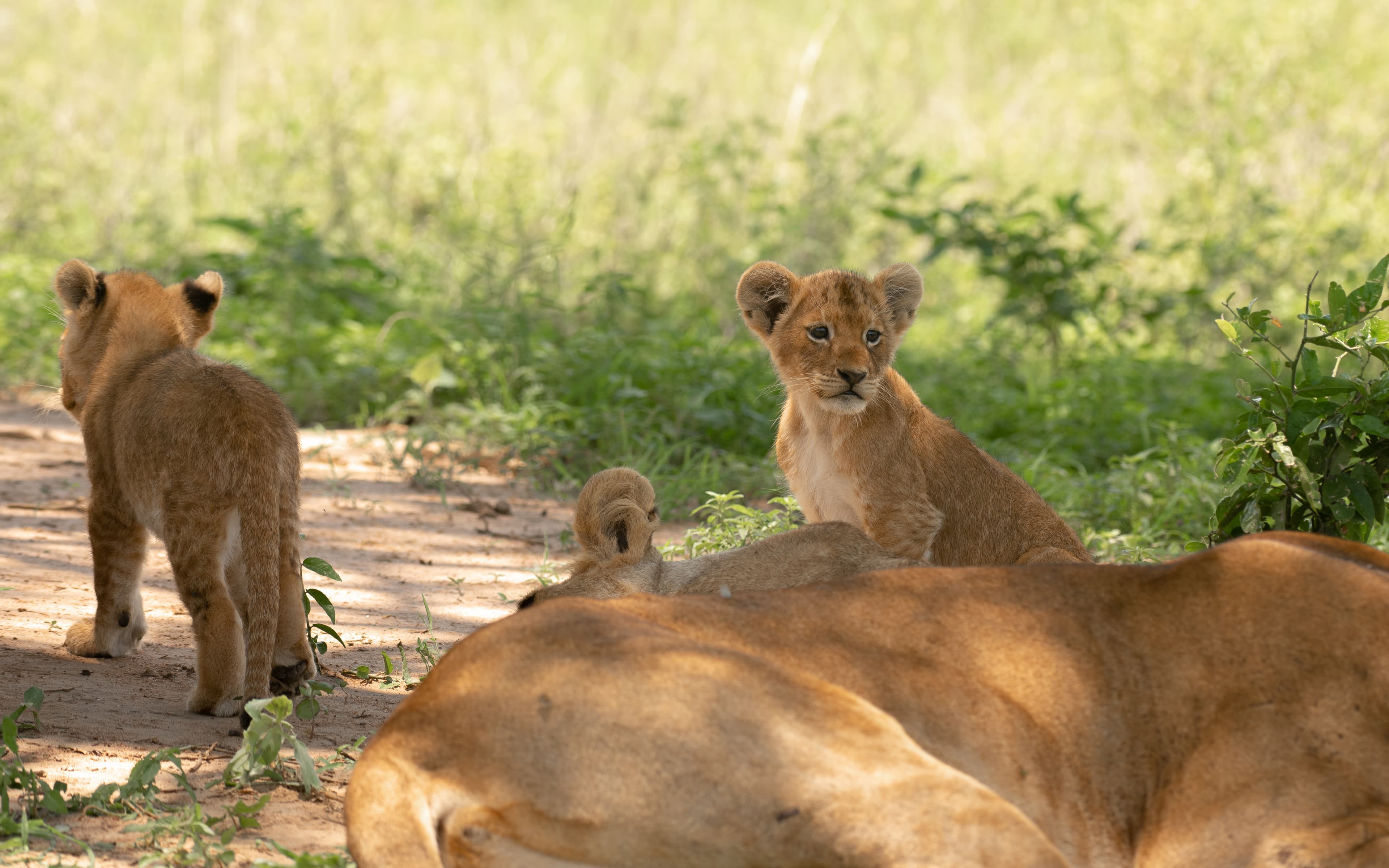 7 Days African Cultural and wildlife Encounters
