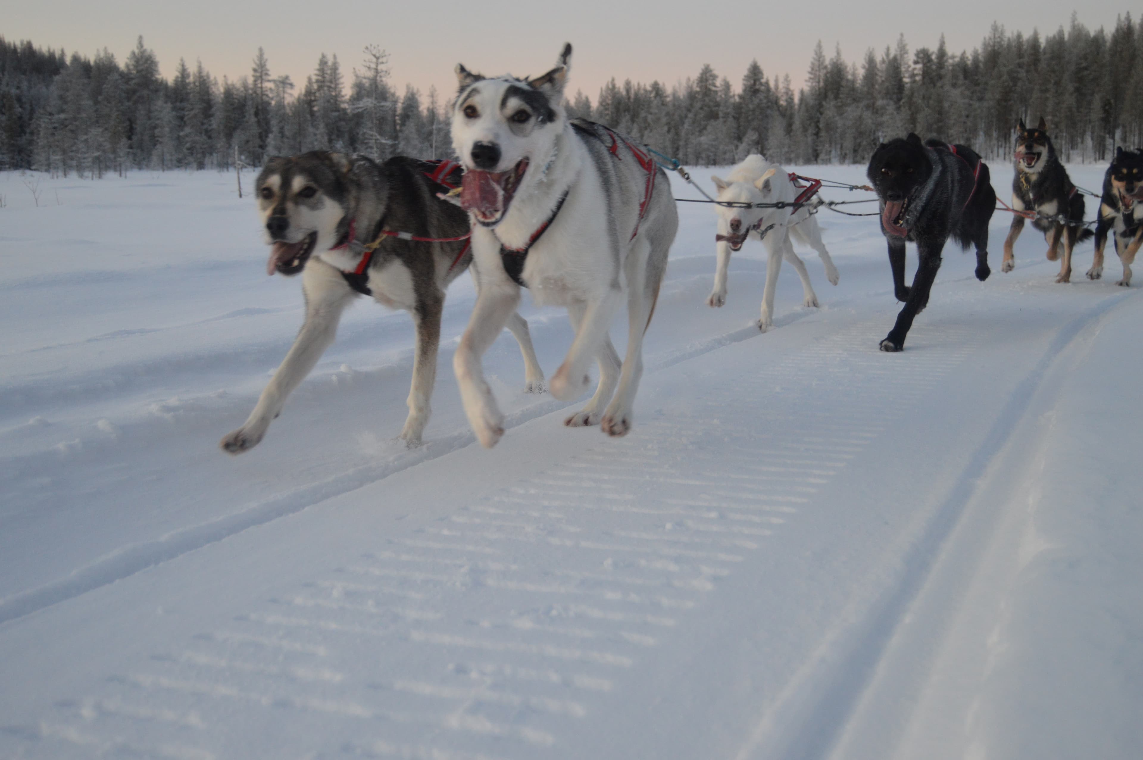 Snow Express (5km tour)