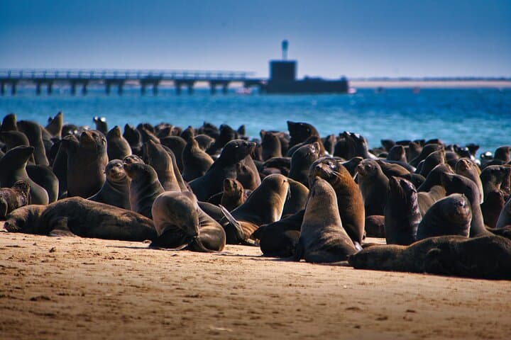 Meet the seals of Pelican Point Peninsula