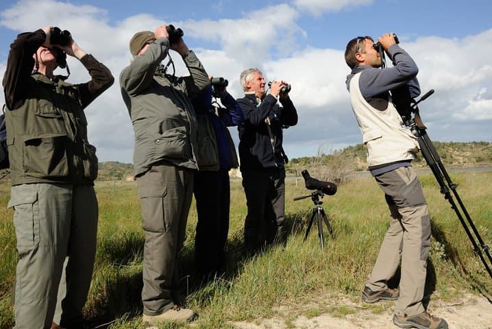 Agadir bird watching