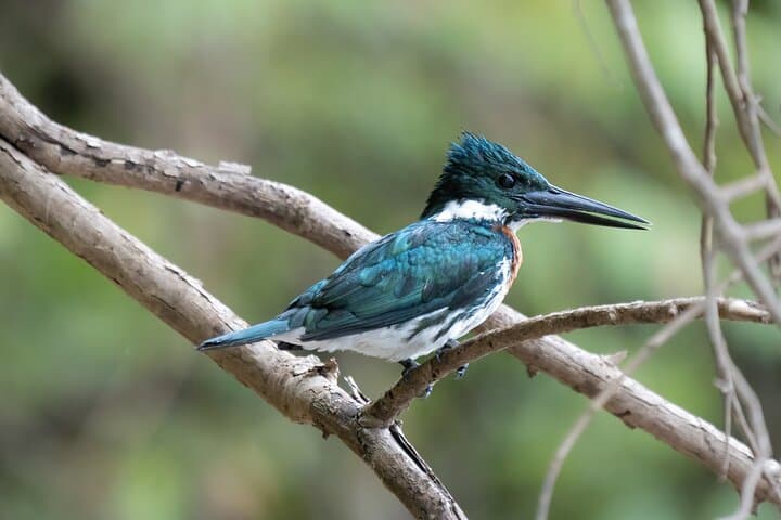 Exploring The Amazon Jungle 3D/2N At Amazon Peacock Paradise Ecolodge