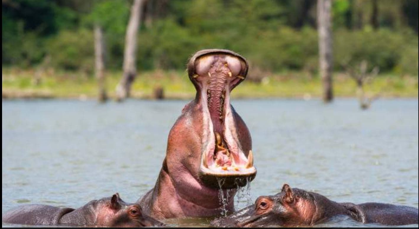 14-Day Kenya -Tanzania Bush and Zanzibar Beach Experience