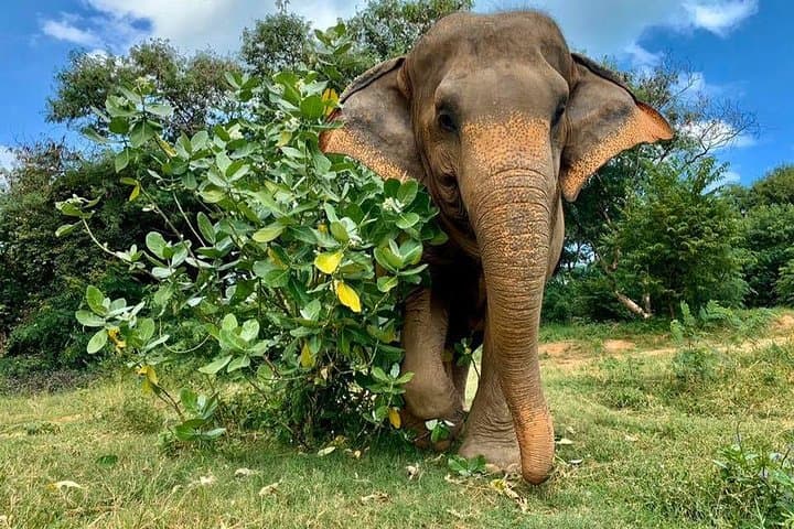 Koh Samui: Half-Day Etihcal Elephant Observation Tour