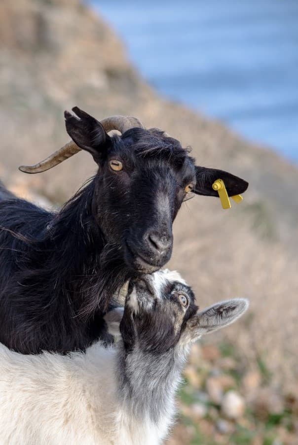 PRIVATE TOUR TO LASSITHI PLATEAU & ZEUS CAVE INCLUDING OLIVE OIL TASTING AND AUTHENTIC LUNCH IN A TYPICAL TAVERNA