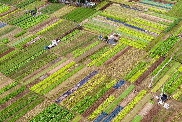 From Danang/Hoian : Tra Que Village Experience 