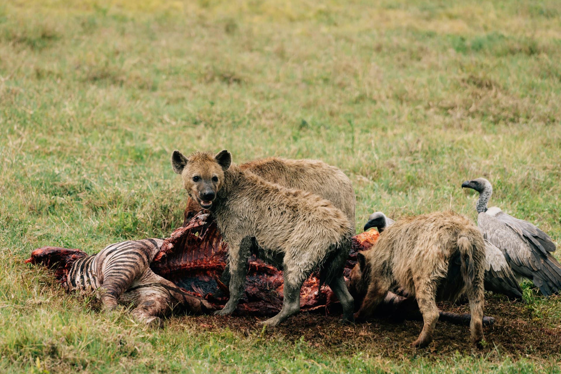 10 Days - Complete Tanzania Midrange Tented Camp Safari
