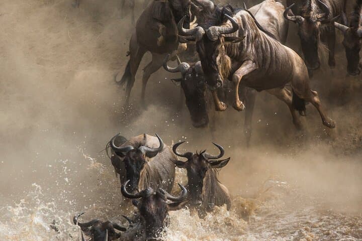 6 Days Safari Tour to The Great Wildebeest Migration