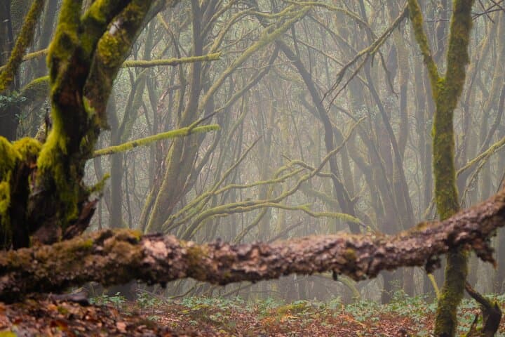Tenerife: Hiking through Enchanted forest Above Masca with PICKUP