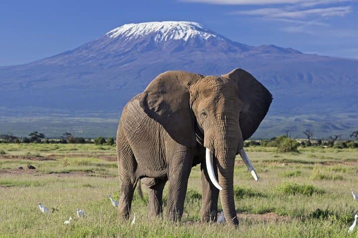 5 Days Amboseli Tsavo West Tsavo East Wildlife Tours