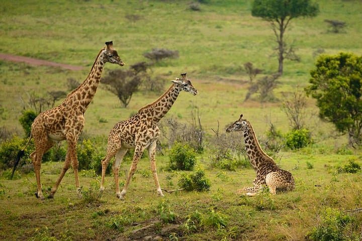 Arusha National Park Guided Day Tour from Arusha