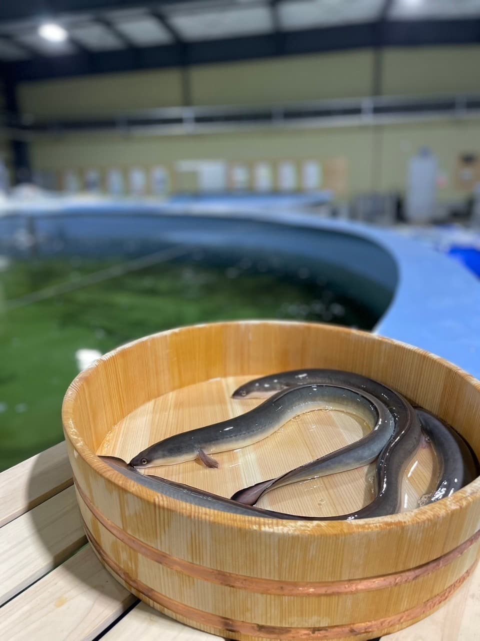～陸上養殖で育てた二ホンうなぎを見る・食べる・学ぶ～閉鎖型循環式養殖場の世界