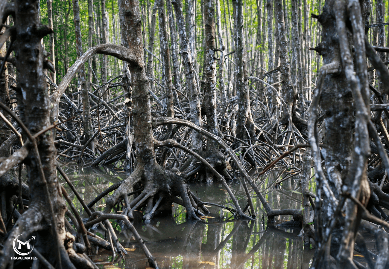 Private Eco-Adventure to Can Gio Vam Sat Mangrove Forest Day Tour from Saigon With Lunch