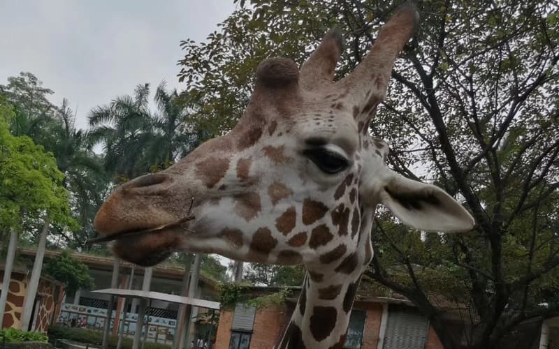 Private Day Tour to Chimelong Safari Park in Guangzhou