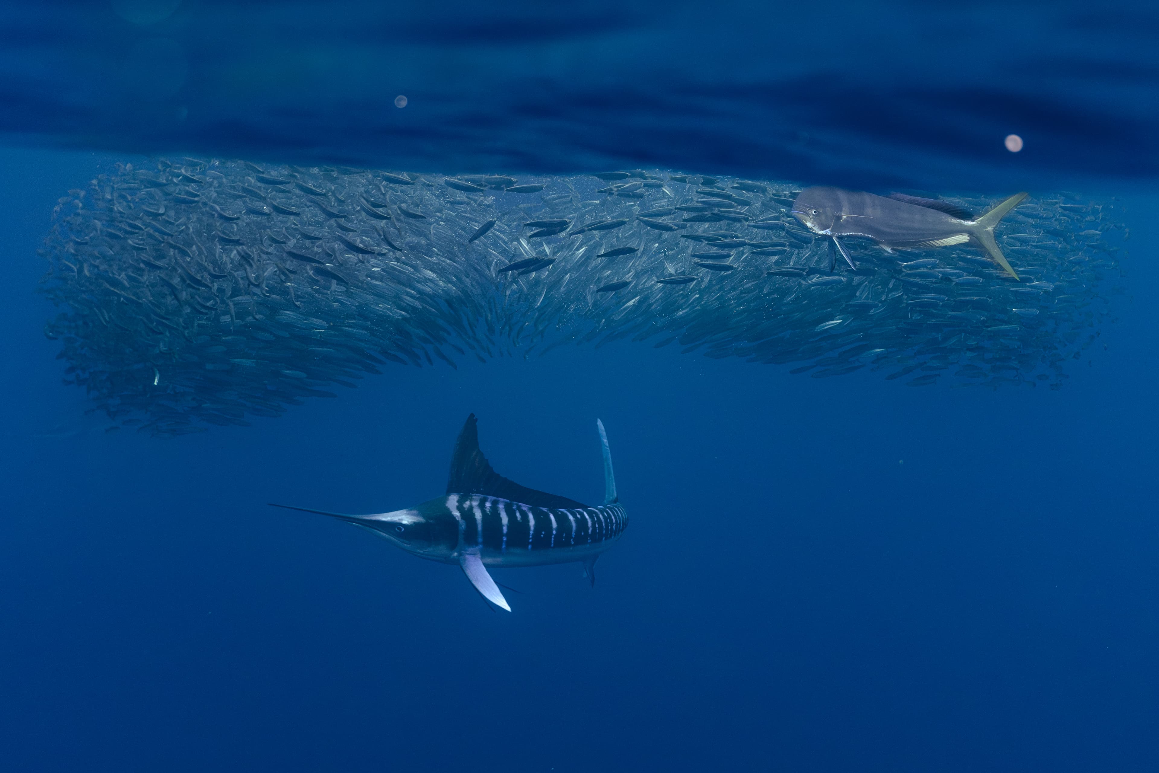 Carrera de la Sardina Mexicana