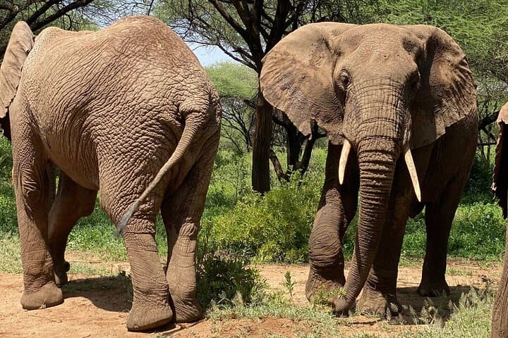 5 Days Northern Migration Budget Safari.