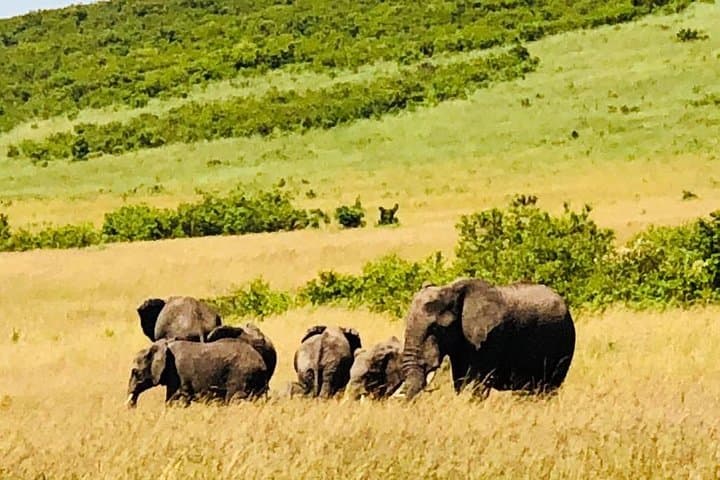 8 Days Group Masai Mara, Manyara , Serengeti and Ngorongoro