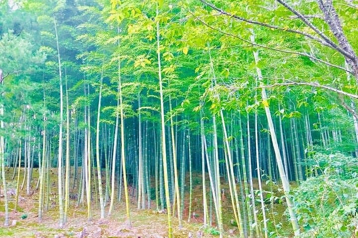 Three Hours Private Guided Tour to Arashiyama, Kyoto