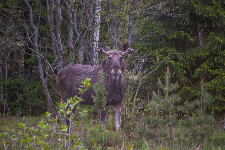 From Helsinki: Moose Safari with Campfire Dinner