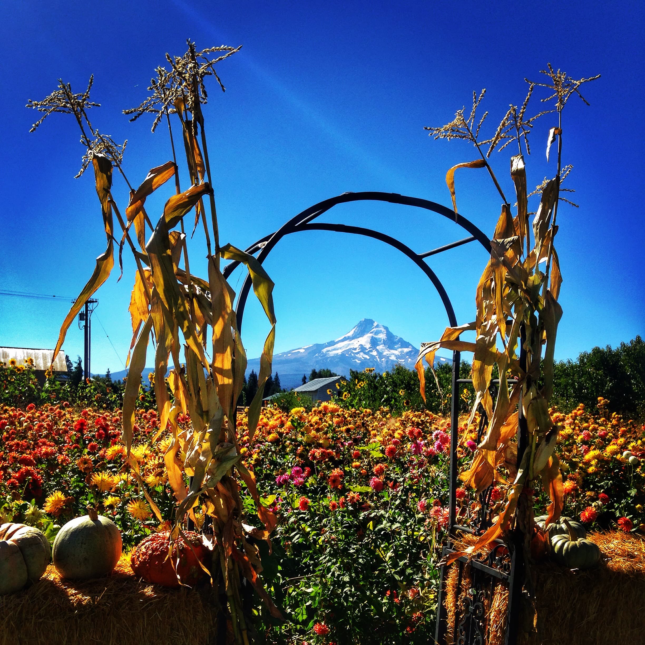 Mt Hood Day Trip from Portland to Multnomah Falls and Hood River