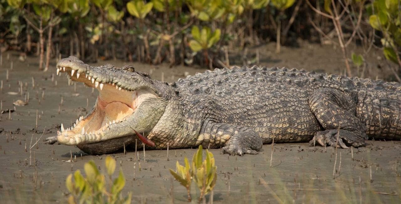 Tamarindo: Safari en bote por el Estero del Parque Nacional Marino Las Baulas