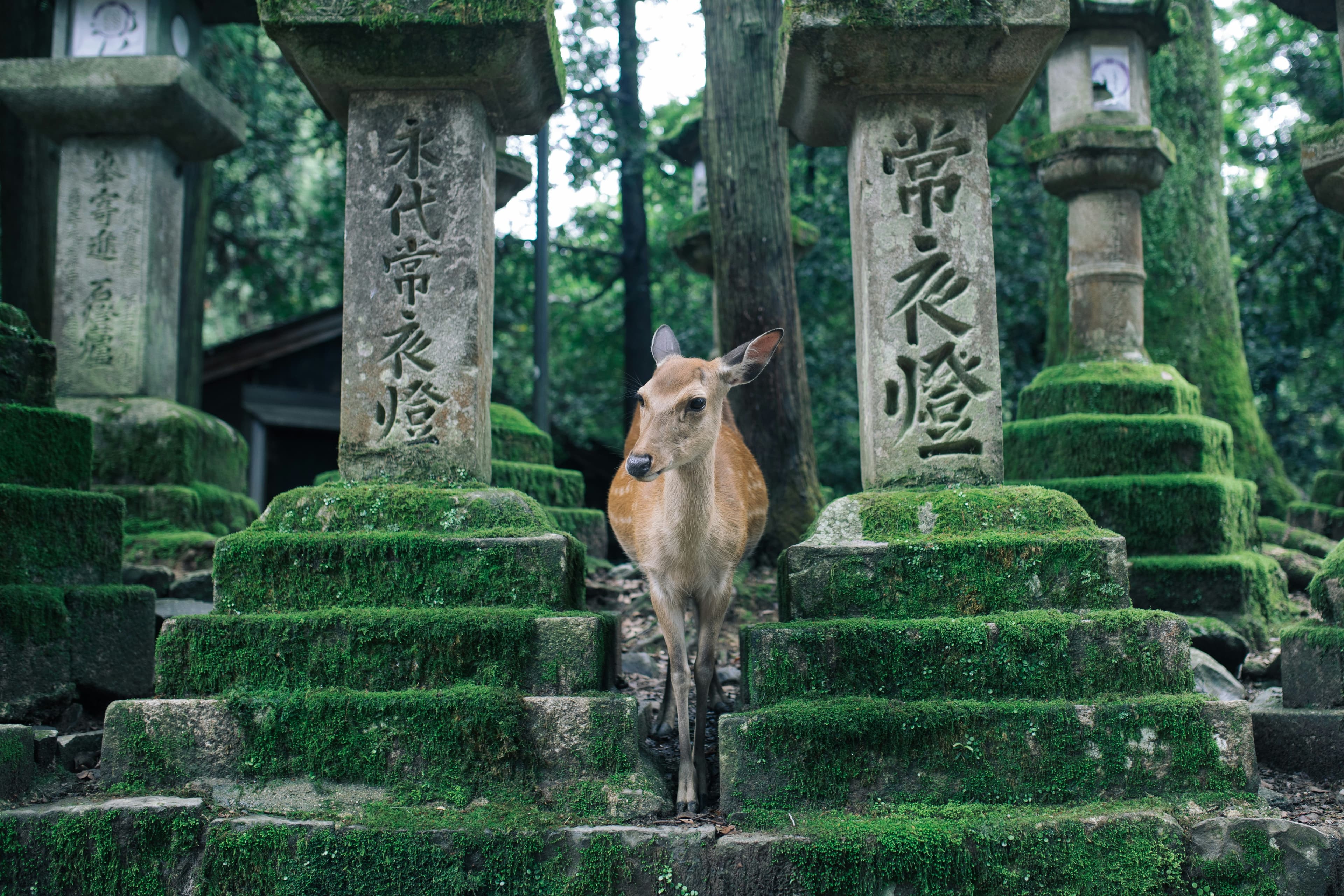 Private Day Tour in Nara - Deers & Onsen - From Kyoto, Osaka