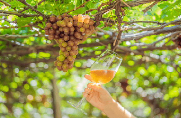 Venice’s Secret Vineyard: Private Tour & Wine Tasting