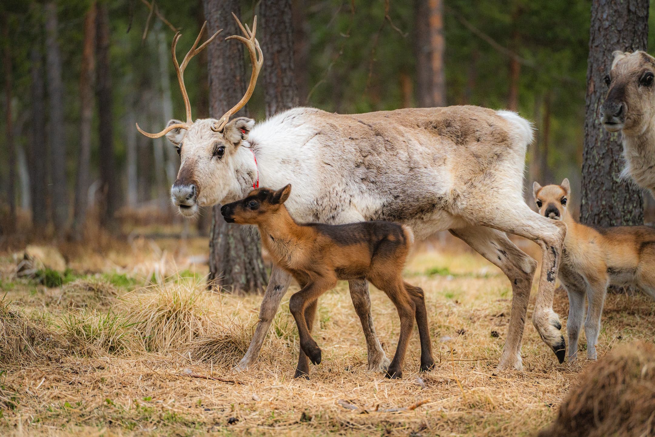 Visit a Reindeer Farm & Meet Baby Reindeer Up Close