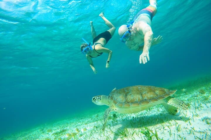 Starfish, Stingrays and the Turtle Sanctuary Cozumel Snorkel Tour