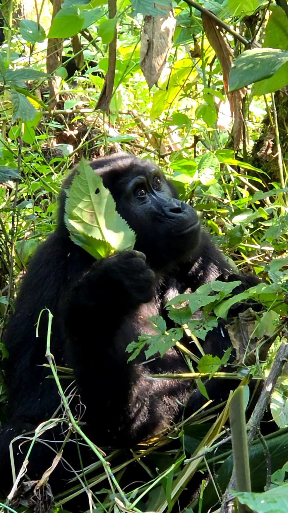 6-Day Fly-in Primates and Wildlife Luxury Tour