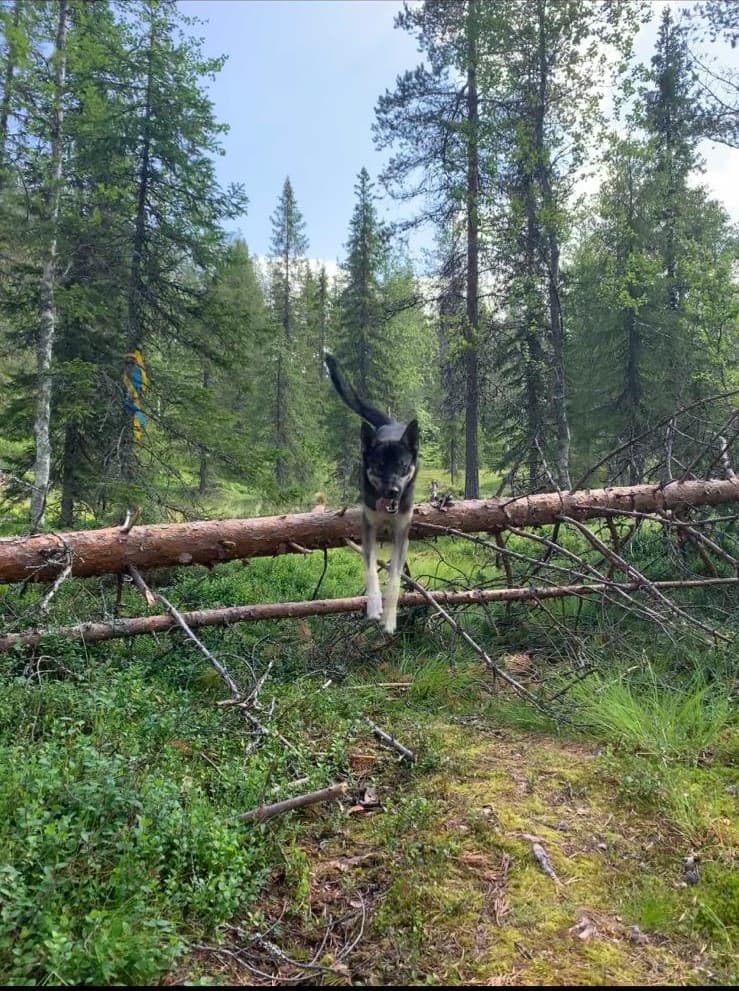 Stonefen Trail - Hike with our sleddogs