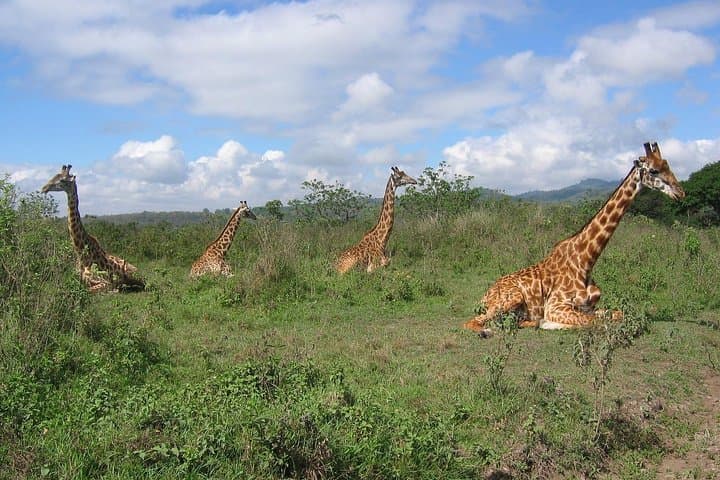 Arusha National Park Day Tour with Walking Safari & Canoeing 