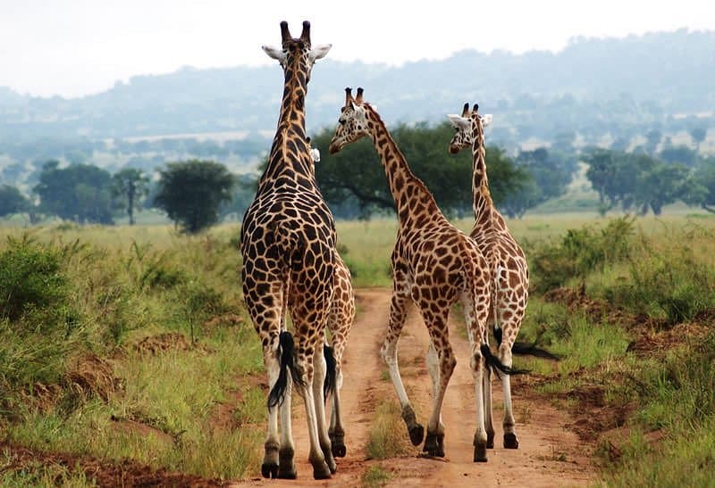 15-Day Escape to Uganda See Nature, Wildlife, Culture