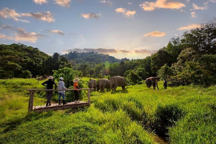 2 Hours Phuket Ethical Elephant Nature Park Visit