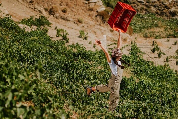 Visit Family wineries of Ikaria