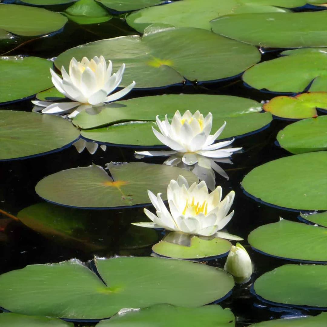 Green Serenity: Nature & Heritage Escape (Istanbul - Bursa - Bolu)