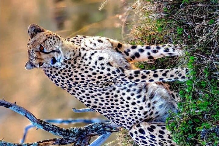 3-Day Masai Mara and Naivasha Hell's Gate National Park-Safari