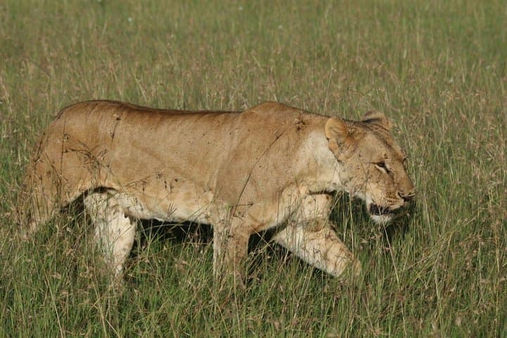 3 days masai mara safari from Nairobi