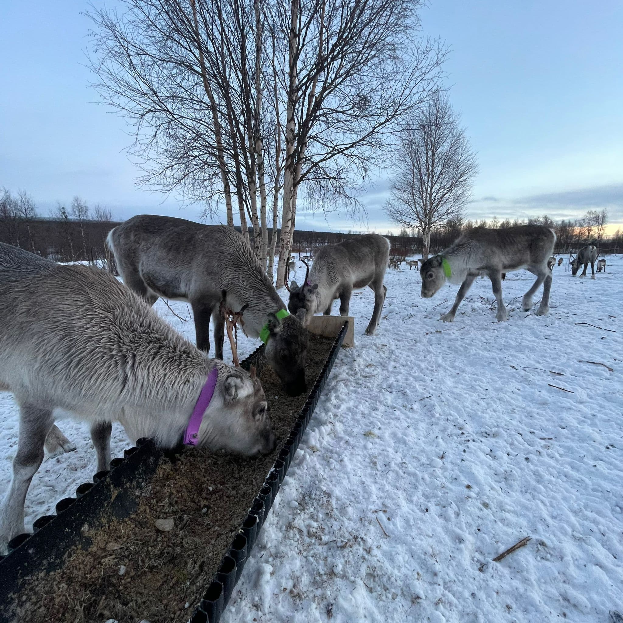Experience a Hands On Reindeer Feeding and Sámi Culture 10:30 am