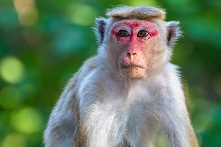 Minneriya Jeep Safari Tour from Pasikudah