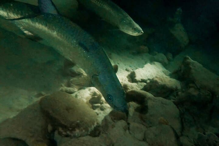 Night Snorkeling Adventure 