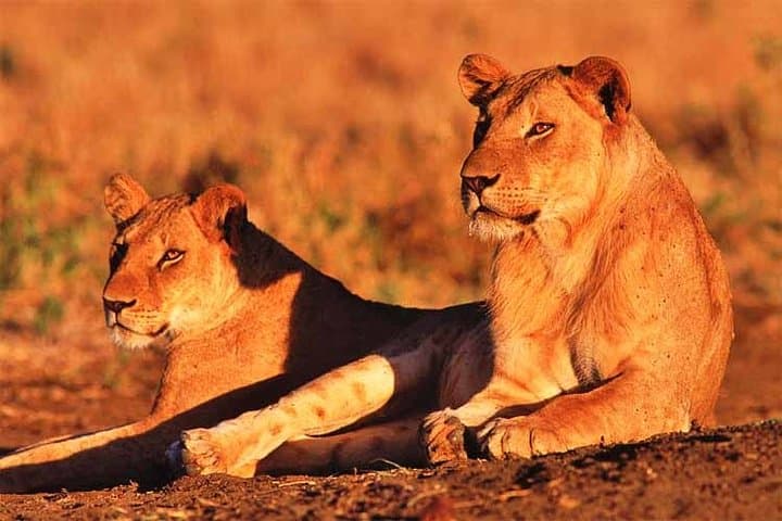 3 Days & 2 Nights Safari - Maasai Mara National Reserve Safari