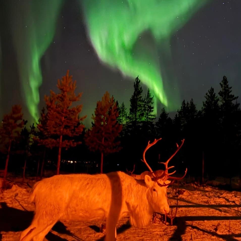 Arctic Night Reindeer Ride in Rovaniemi