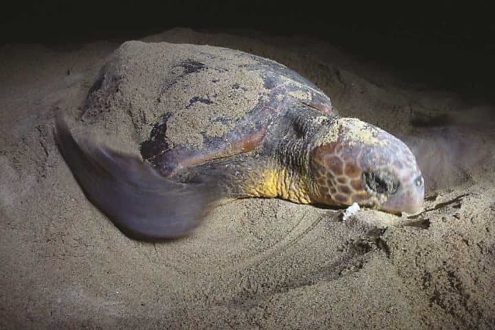 Sea Turtle Observation 