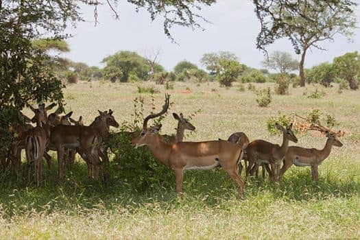 Bush to Beach Safari